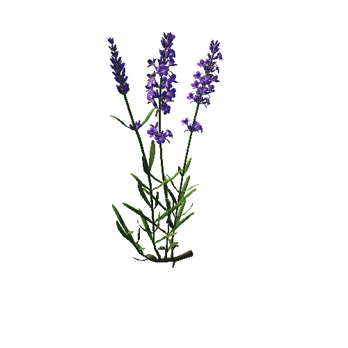 Flower  Lavandula 1